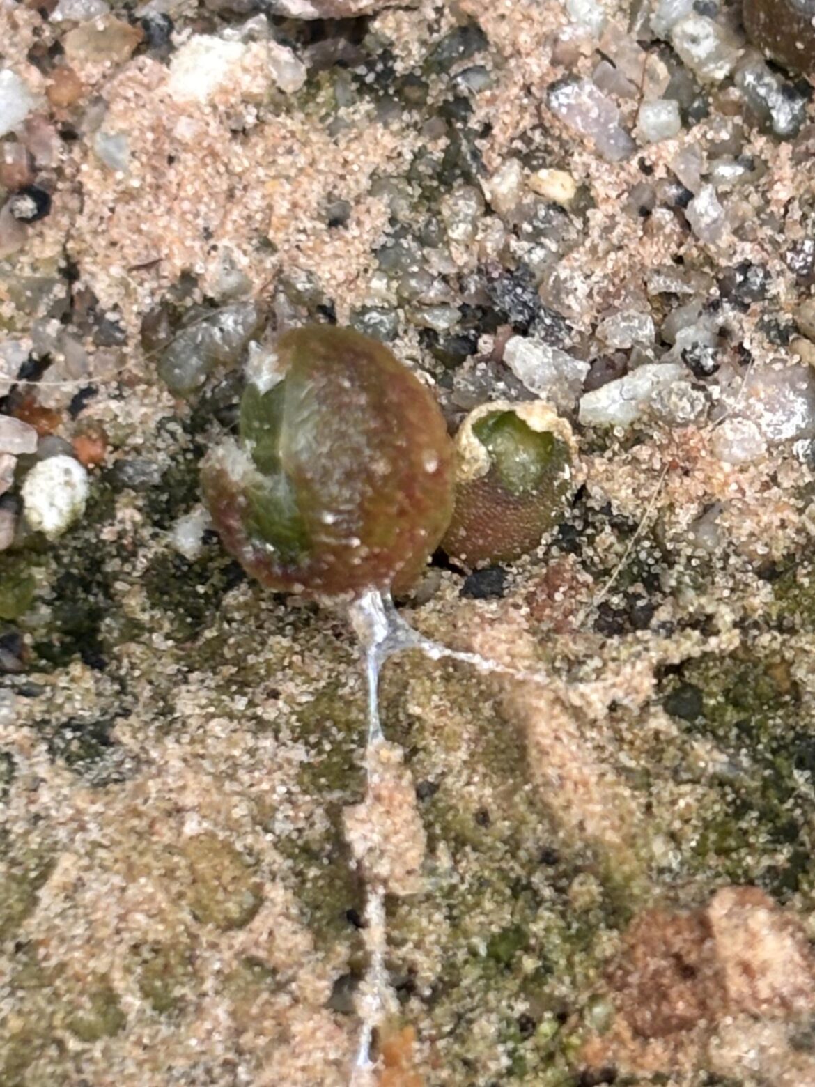 a snail chomped on 2 conos seedlings