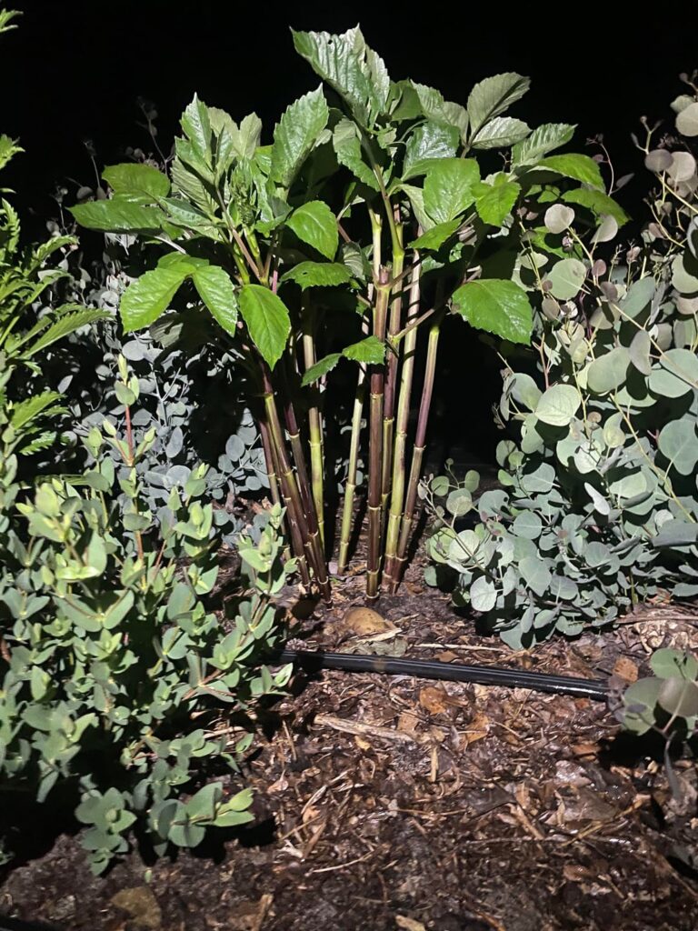 I try my hardest to leave my dahlias in the ground, the results are this.. I try my hardest to leave my dahlias in the ground, the results are this..