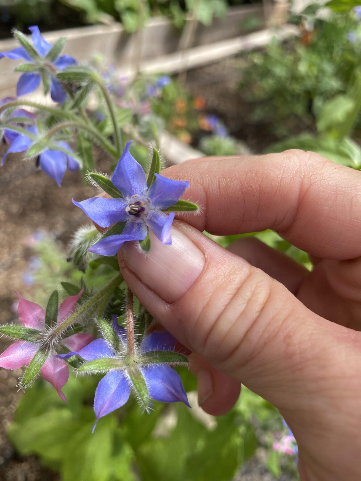 Borage + Tomatoes: My Garden’s Dynamic Duo—What’s Yours? Borage + Tomatoes: My Garden’s Dynamic Duo—What’s Yours?