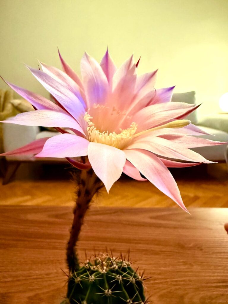 My beautiful Echinopsis…
