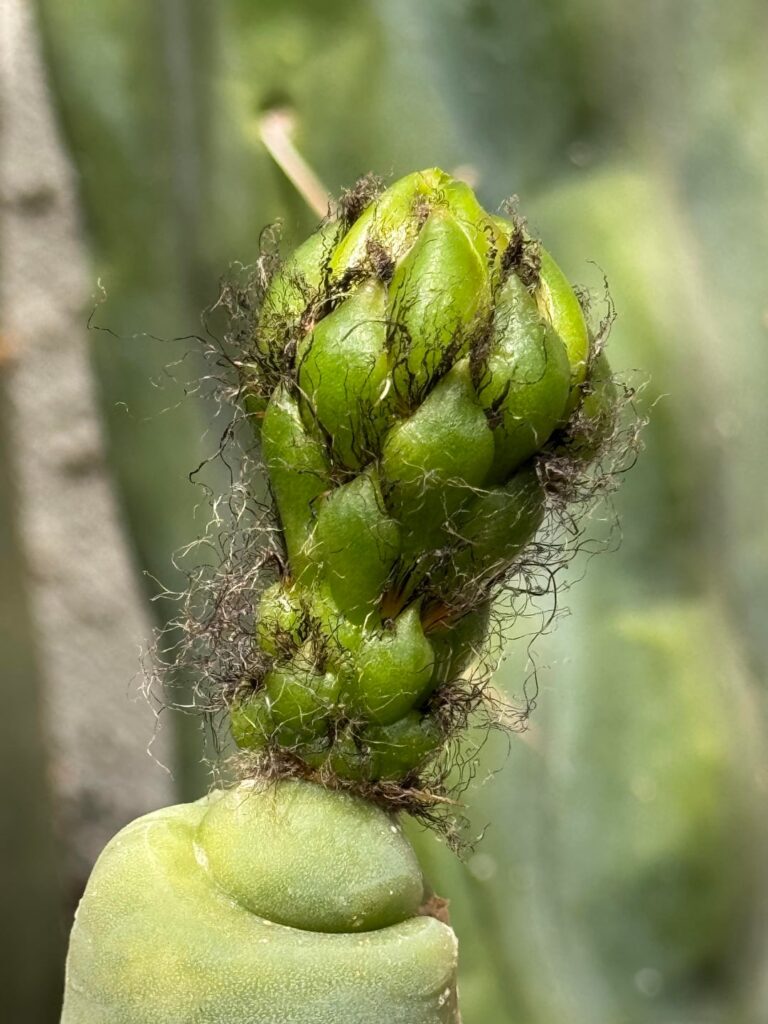 It’s getting bigger! Fingers crossed on this Bruce’s Dragon flower.