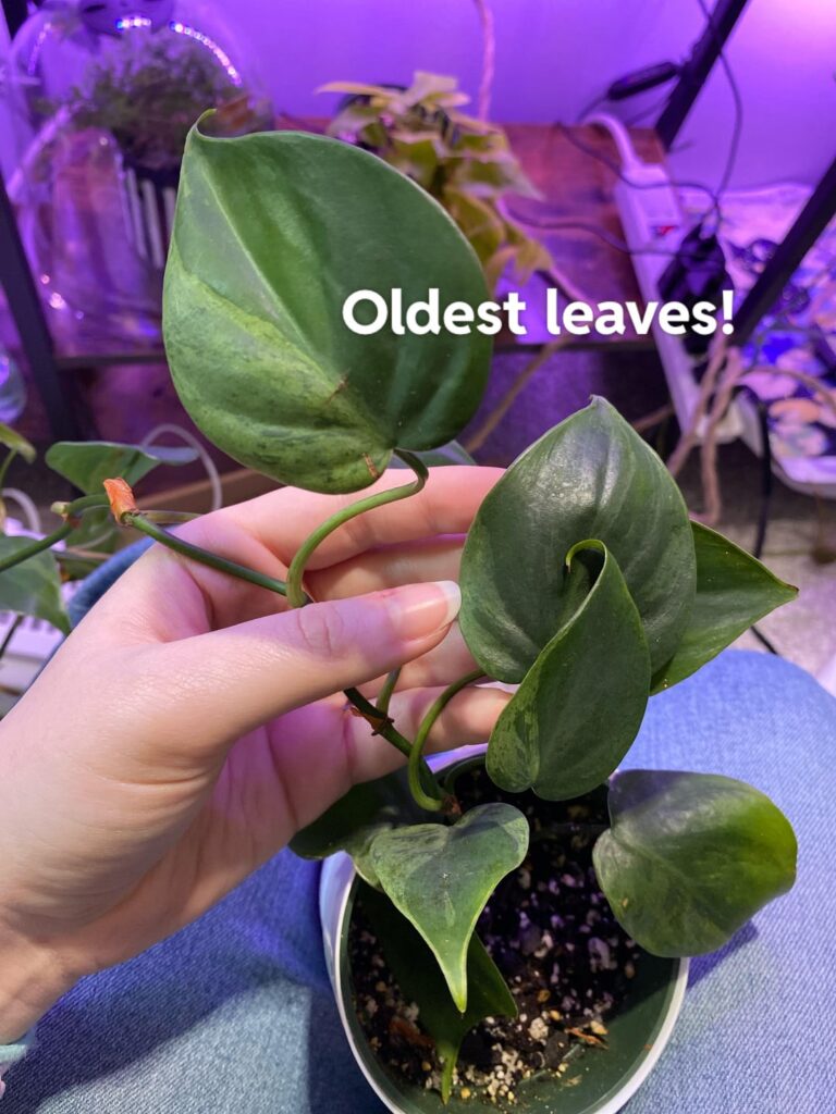 Un-revert variegated Heartleaf?