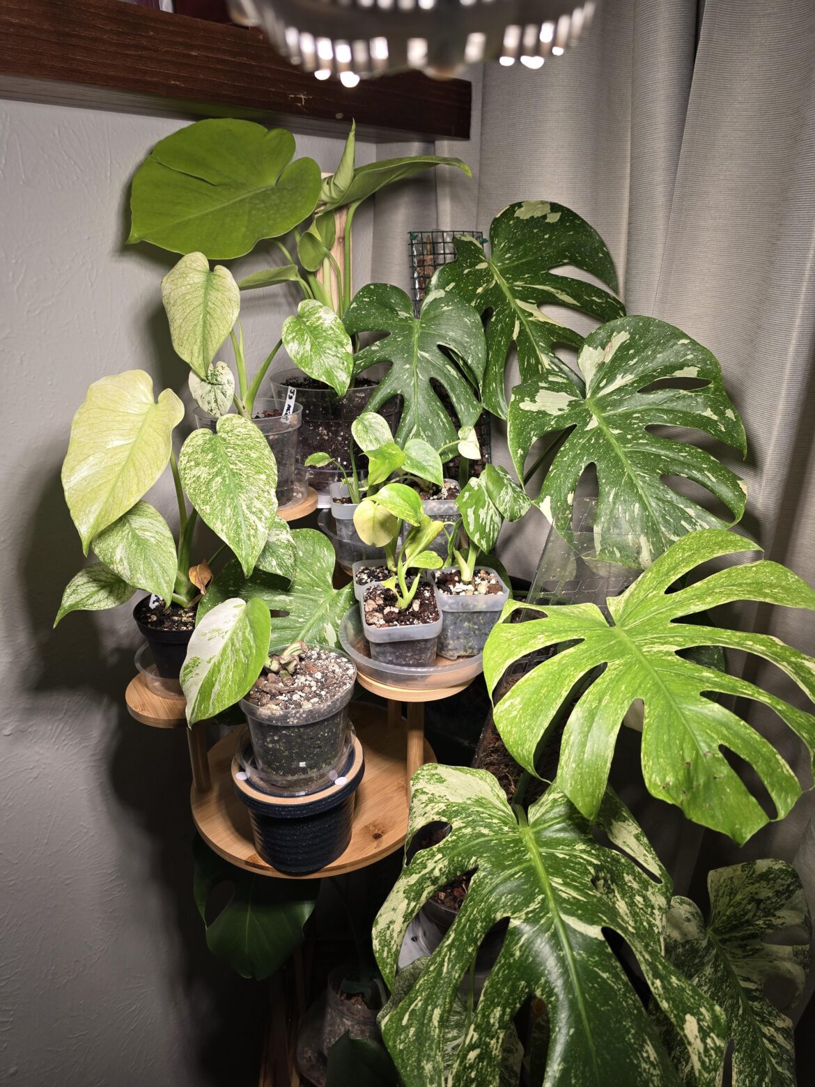 I mightve gone a little hard with collecting various deliciosa cultivars this spring I mightve gone a little hard with collecting various deliciosa cultivars this spring