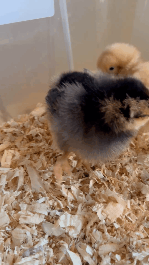 Baby chick with dislocated leg? Doesn’t seem like splay leg. Looking for help or suggestions!