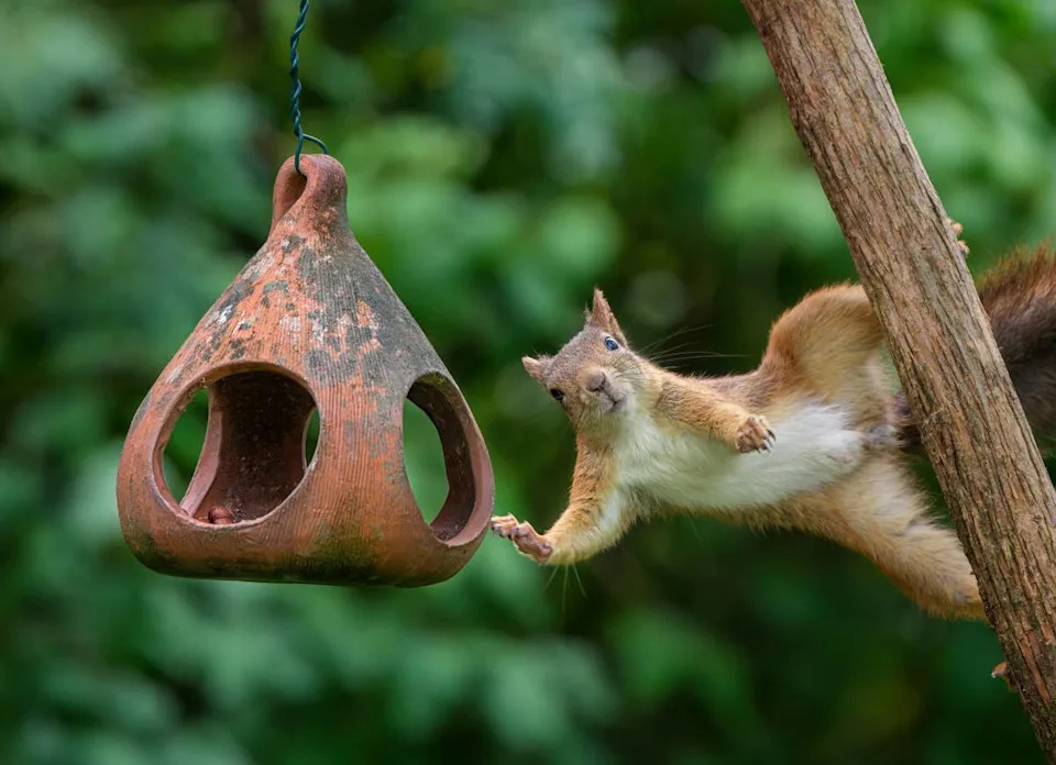 A bird feeder attracting squirrels to a suburban yard.Image via Getty Images&sol;ROMAOSLO