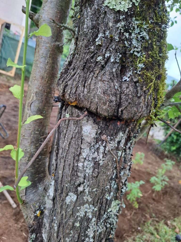 Wil i kill the tree or save it if i pull out this wire?