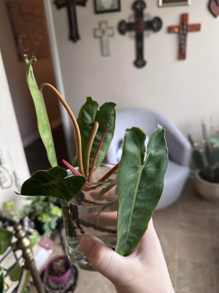 plant or propagate ???