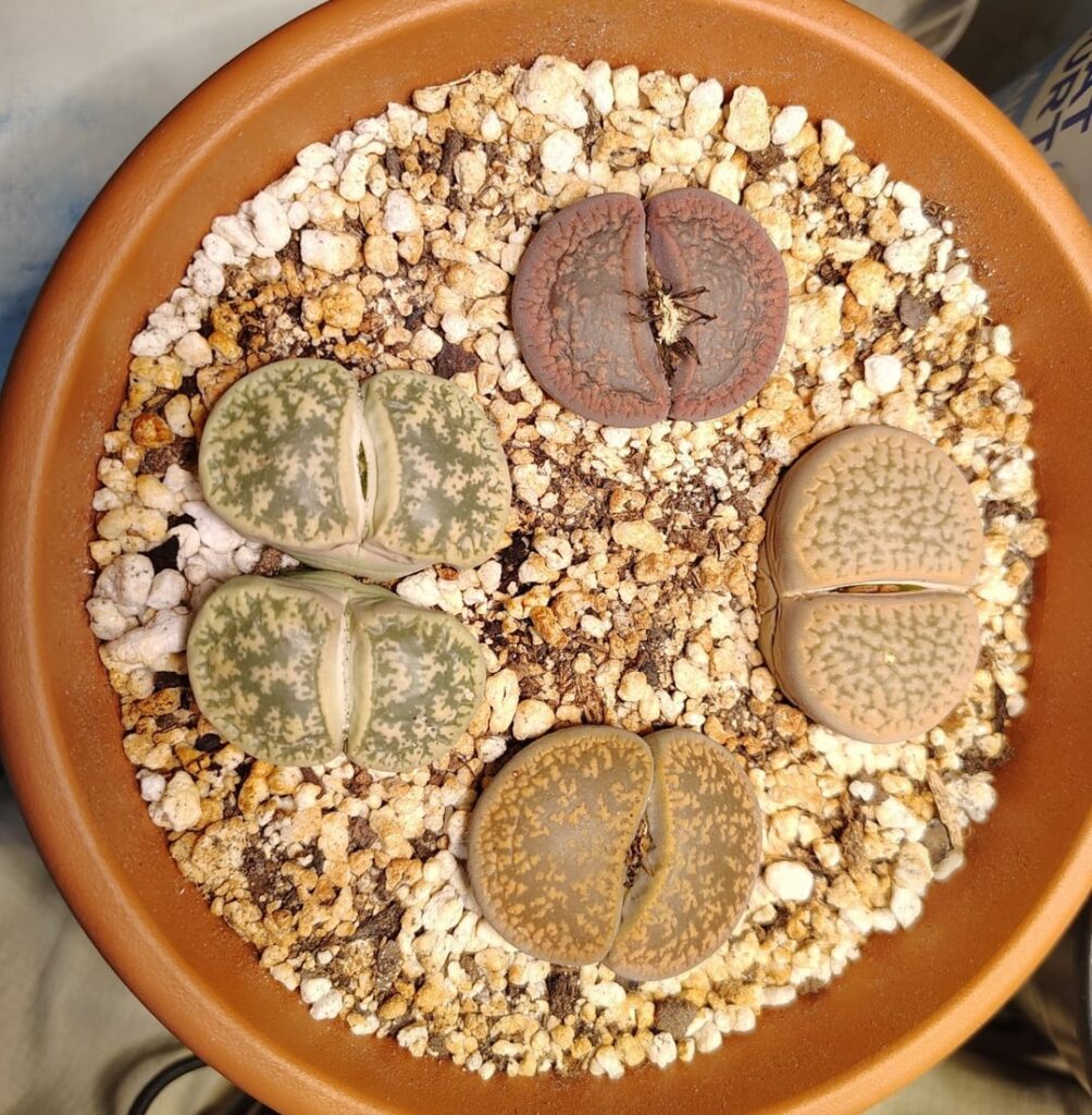 Are my lithops OK? Have been splitting for months