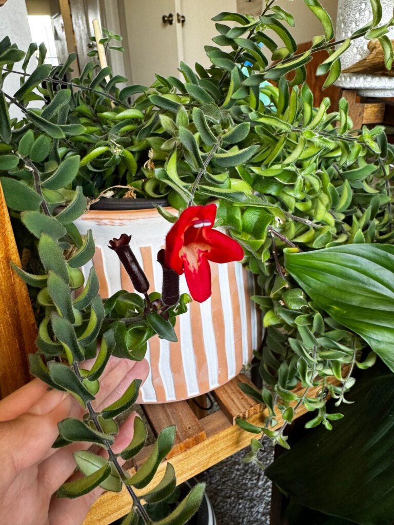flower looks like a mouth?