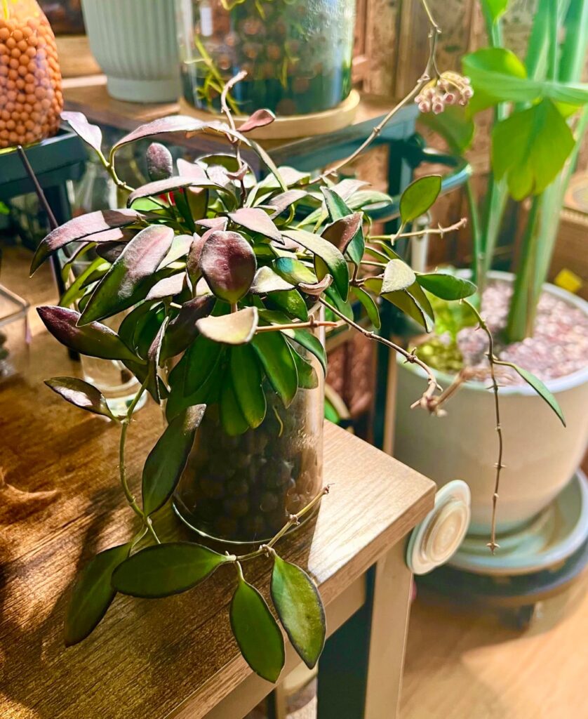 Hoya wayetii blooms