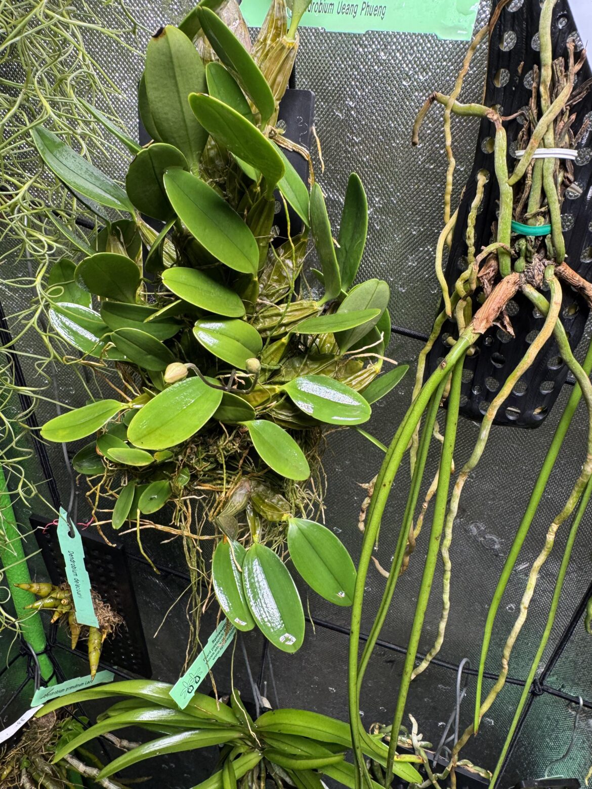 One of my dendrobiums is nearly popping off