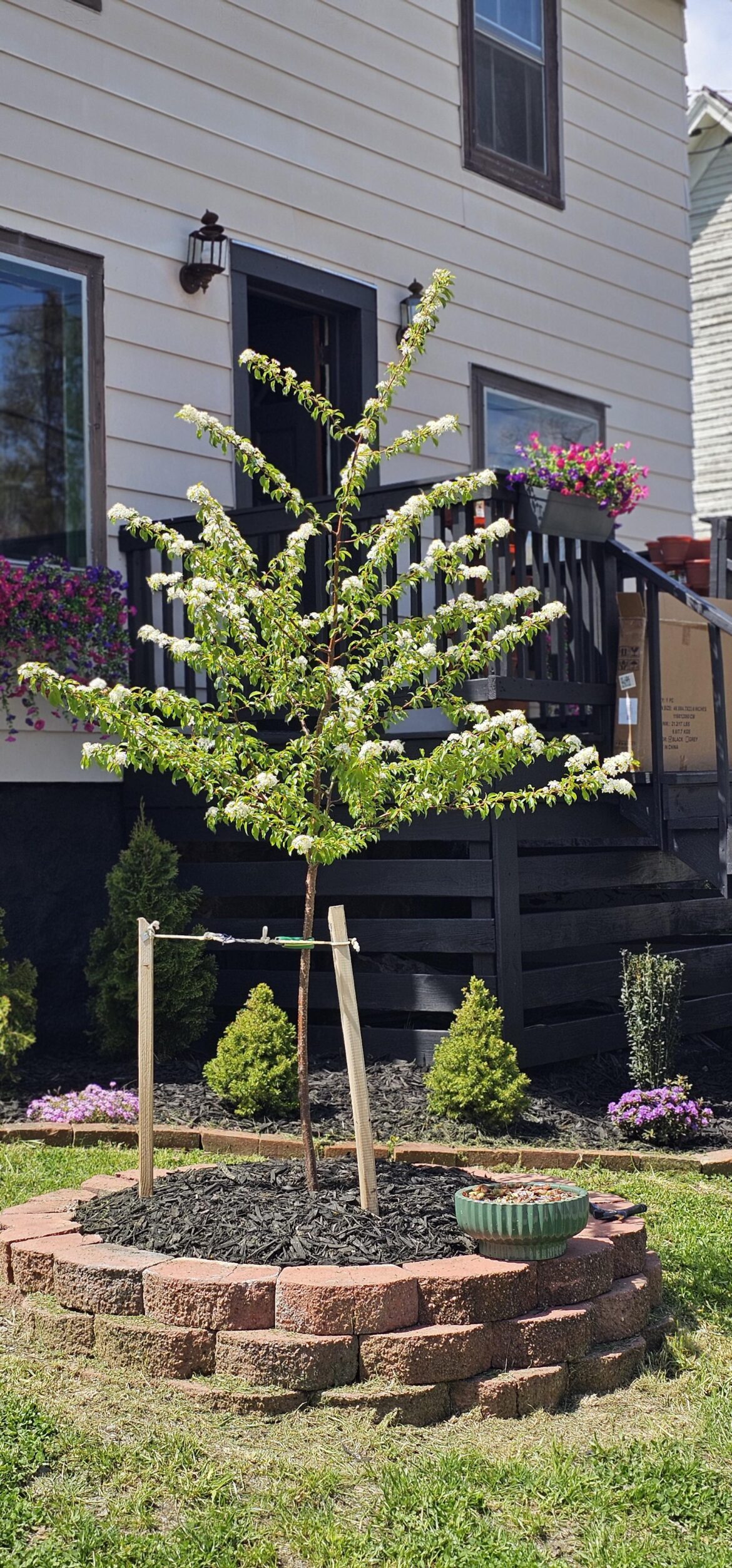 Help with my Siberian crab apple