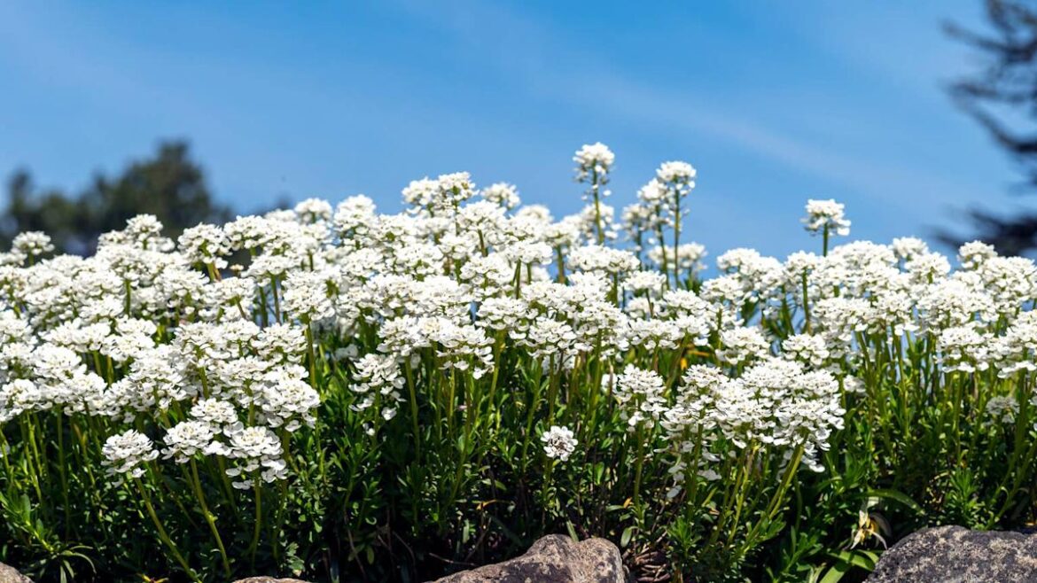 This One Beautiful Flowering Plant Helps Keep Deer and Rabbits Away Naturally This One Beautiful Flowering Plant Helps Keep Deer and Rabbits Away Naturally