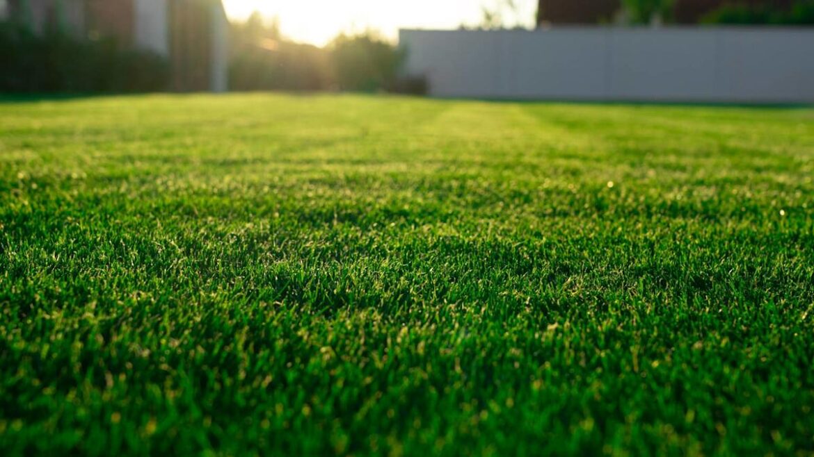 Why Gardeners Are Sprinkling Sugar on Their Lawns Why Gardeners Are Sprinkling Sugar on Their Lawns