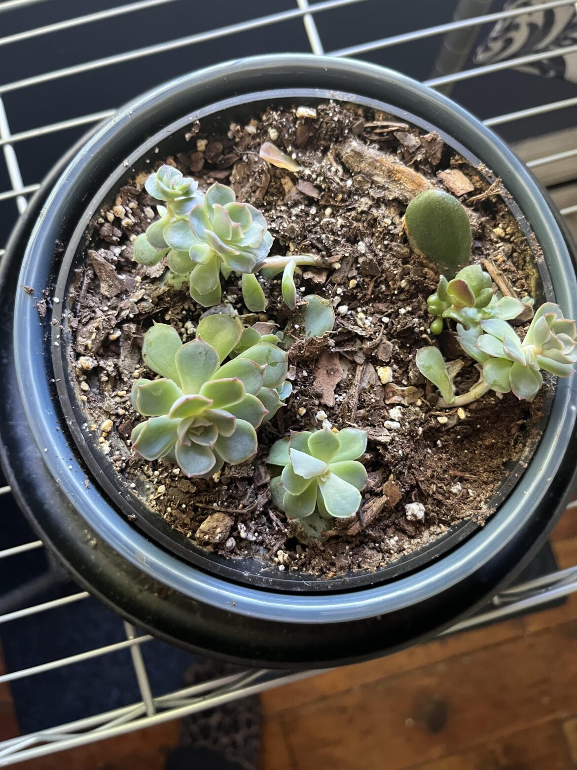 Echeveria disaster