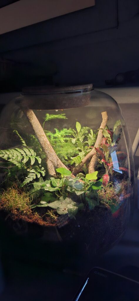 Random micro flies in terrarium