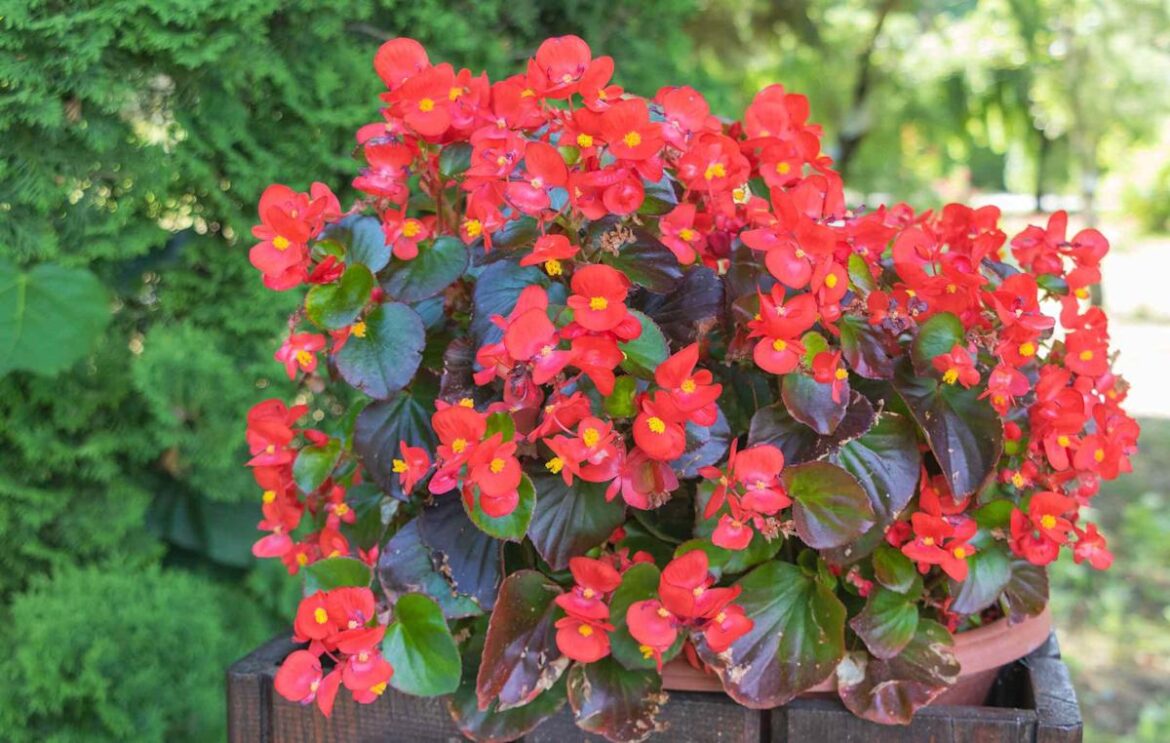 Gardening Pros Explain Why Your Begonias Aren’t Blooming—And the Secret to More Flowers