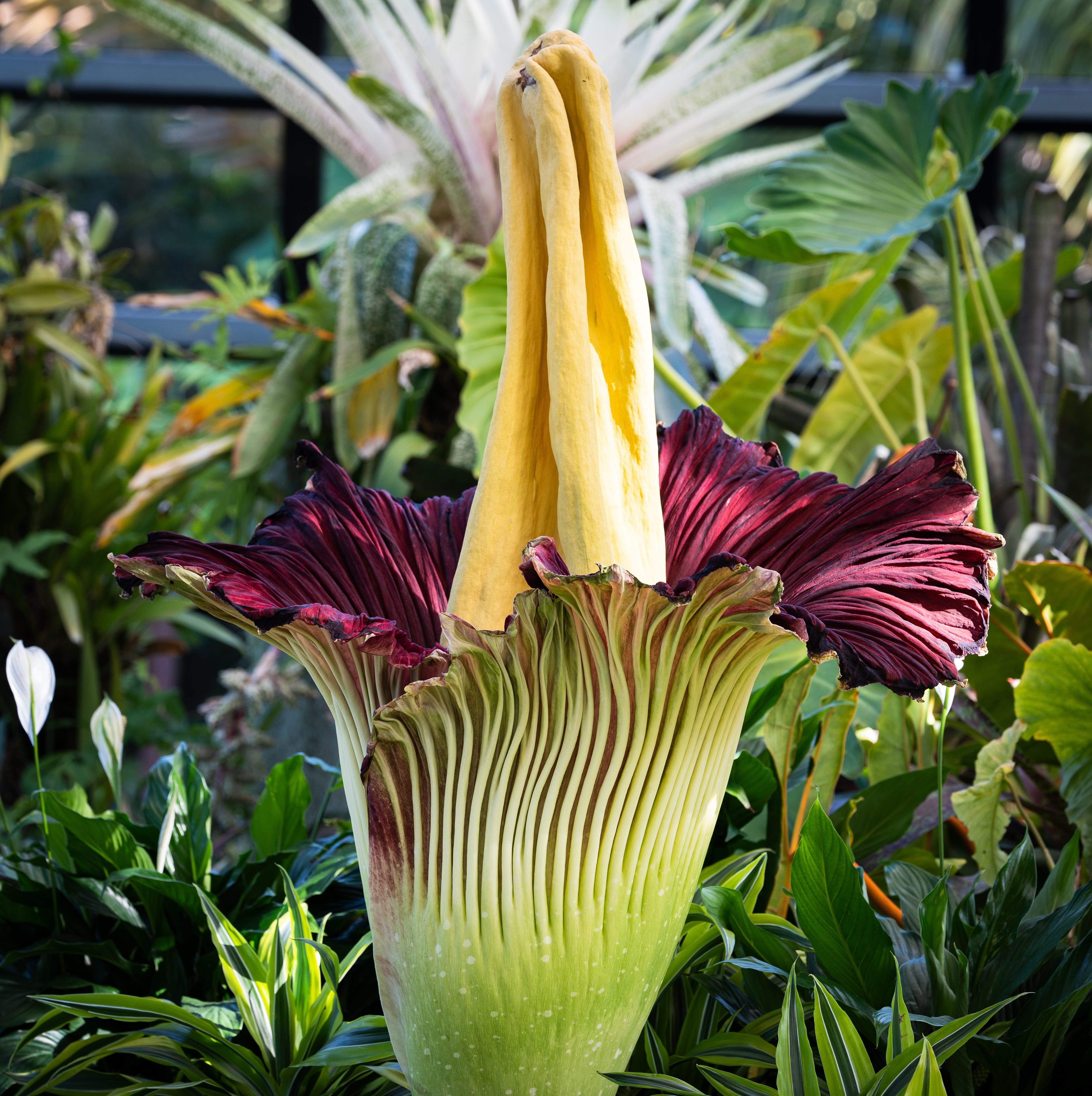 amorphophallus, commonly known as the corpse flower due to its distinctive odor, is known for its dramatic and rare blooms