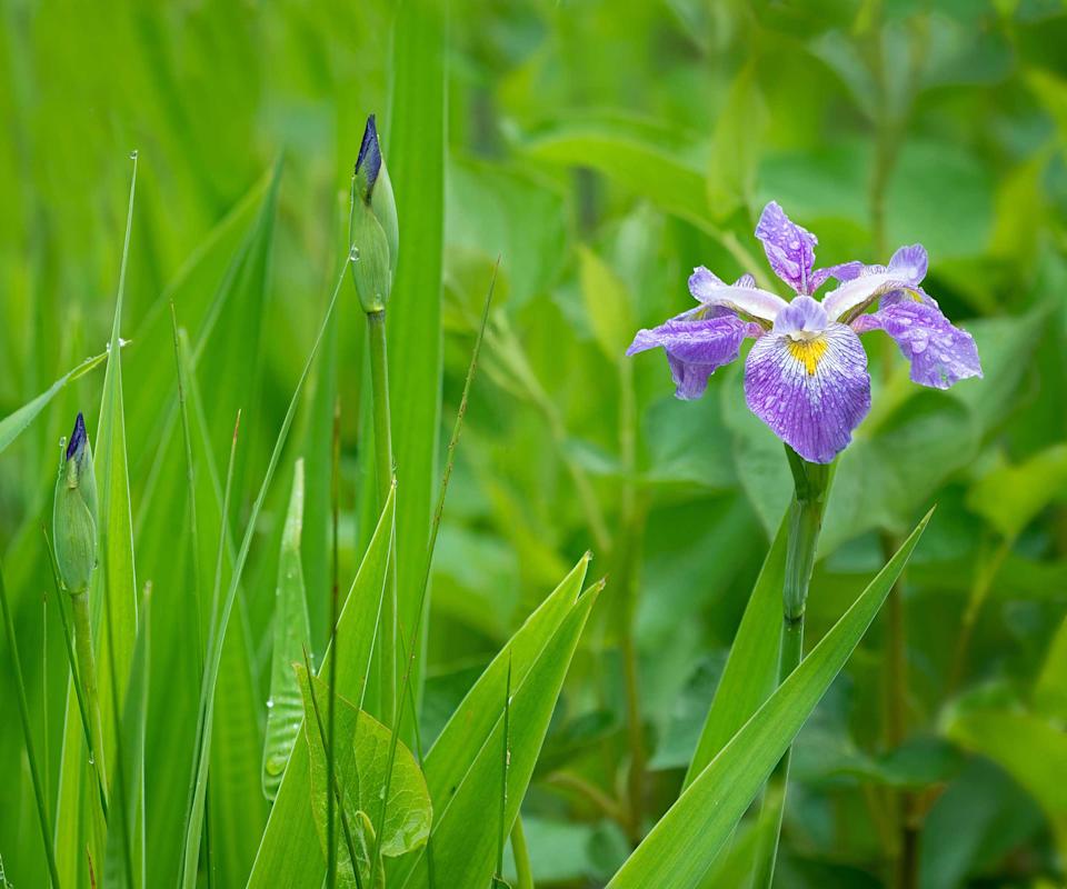 blue flag iris (Iris virginica) on pond edge