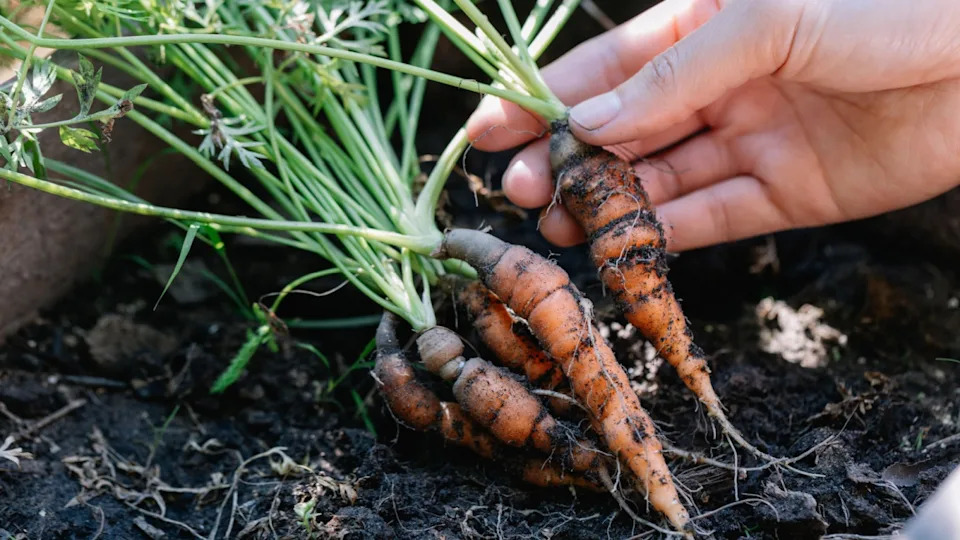 Woman asean holding up fresh organic baby carrots. The carrots have just been harvested from the vegetable garden.