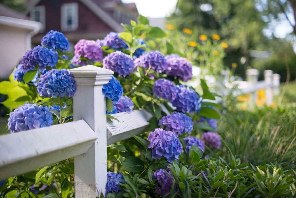 14 Plants You Should Always Grow Next to Hydrangeas, According to a Master Gardener 14 Plants You Should Always Grow Next to Hydrangeas, According to a Master Gardener