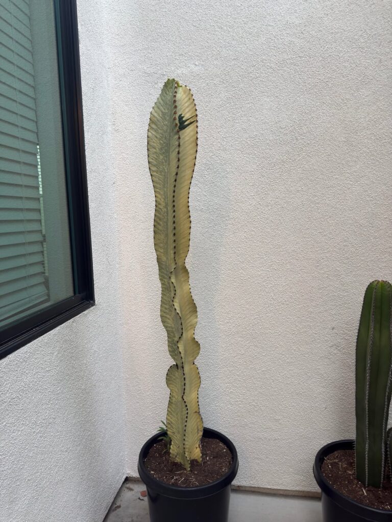 Is my Euphorbia branching?
