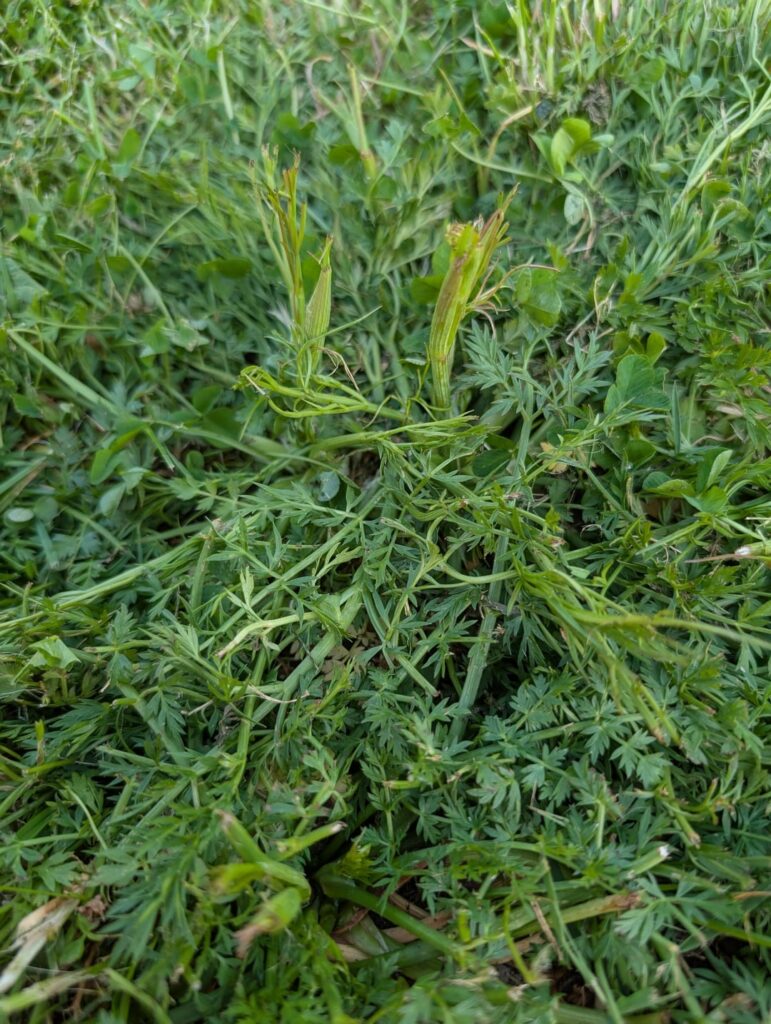 What is this plant?