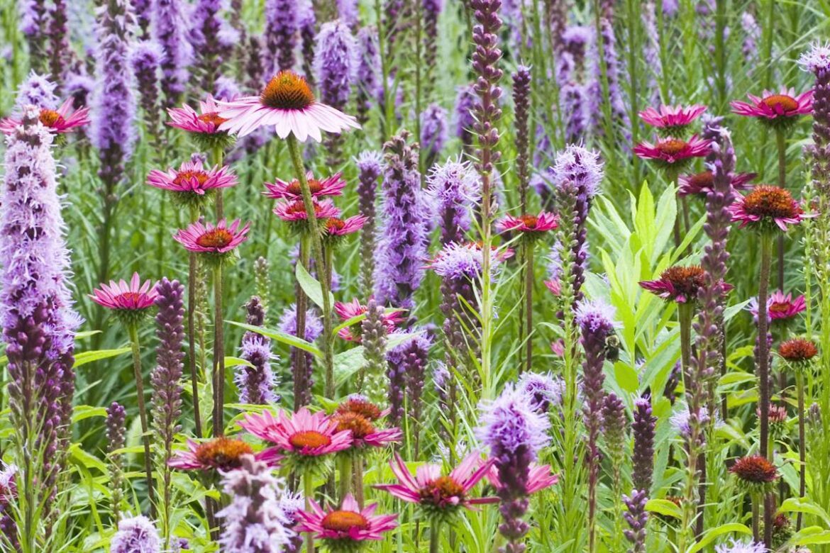 8 Low-Maintenance Perennials That Come Back Bigger and Better Year After Year 8 Low-Maintenance Perennials That Come Back Bigger and Better Year After Year