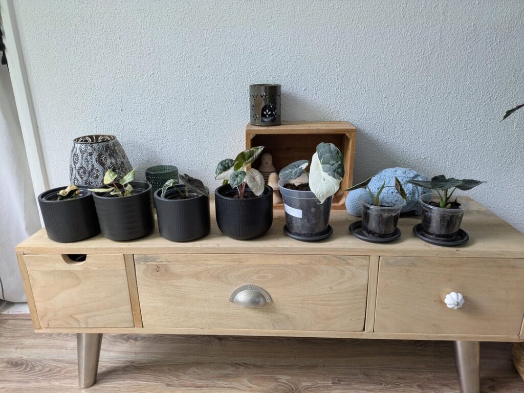 Recovered from brunout/depression and decided to treat myself to celebrate 🎈