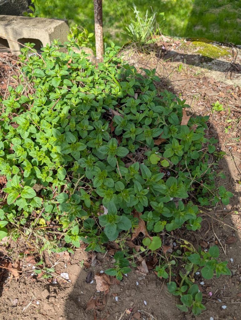 Wild basil?