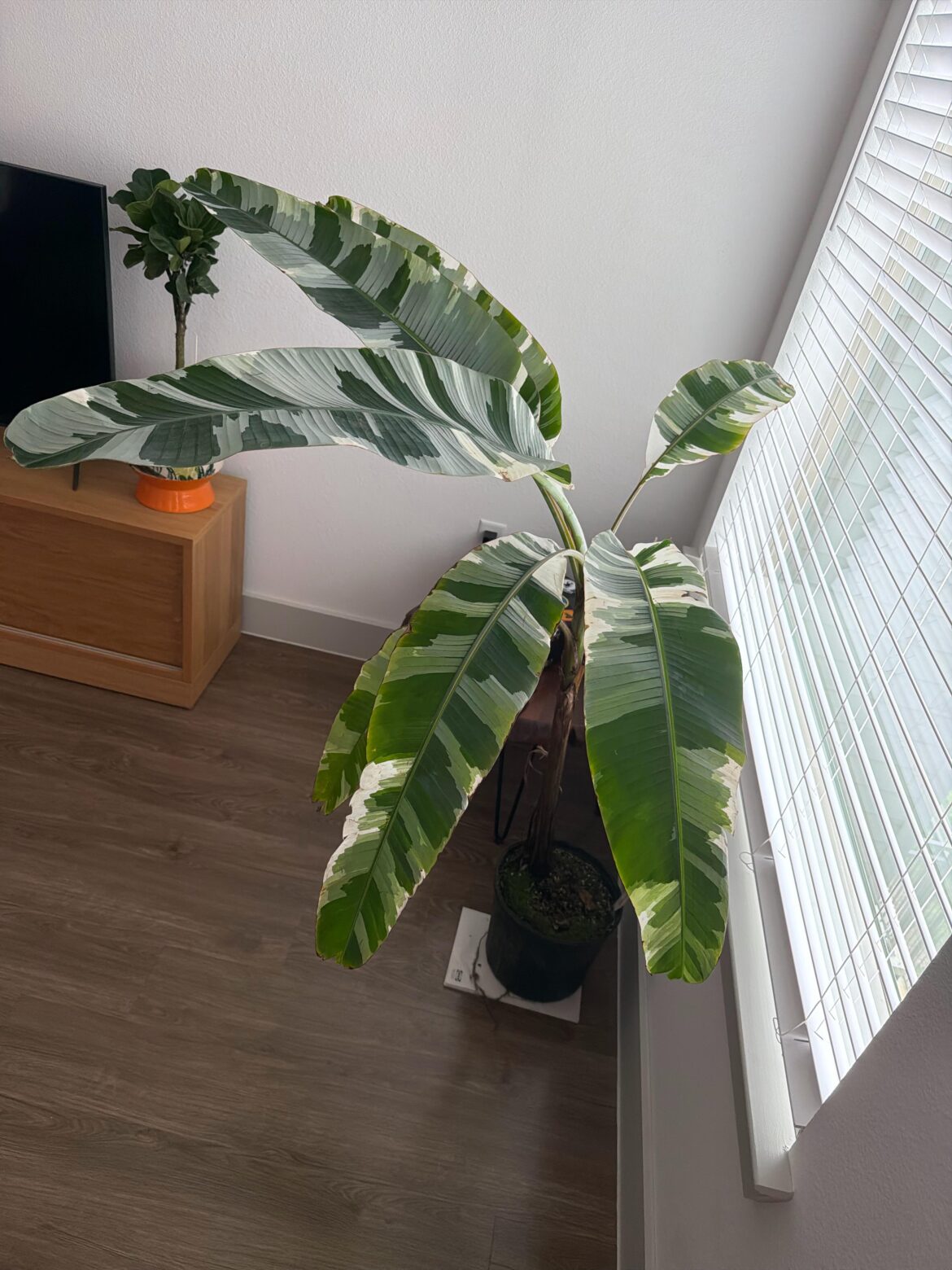 Care for Musa Florida