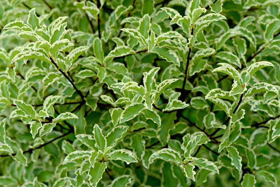 green leaves with white edges forming a dense foliage