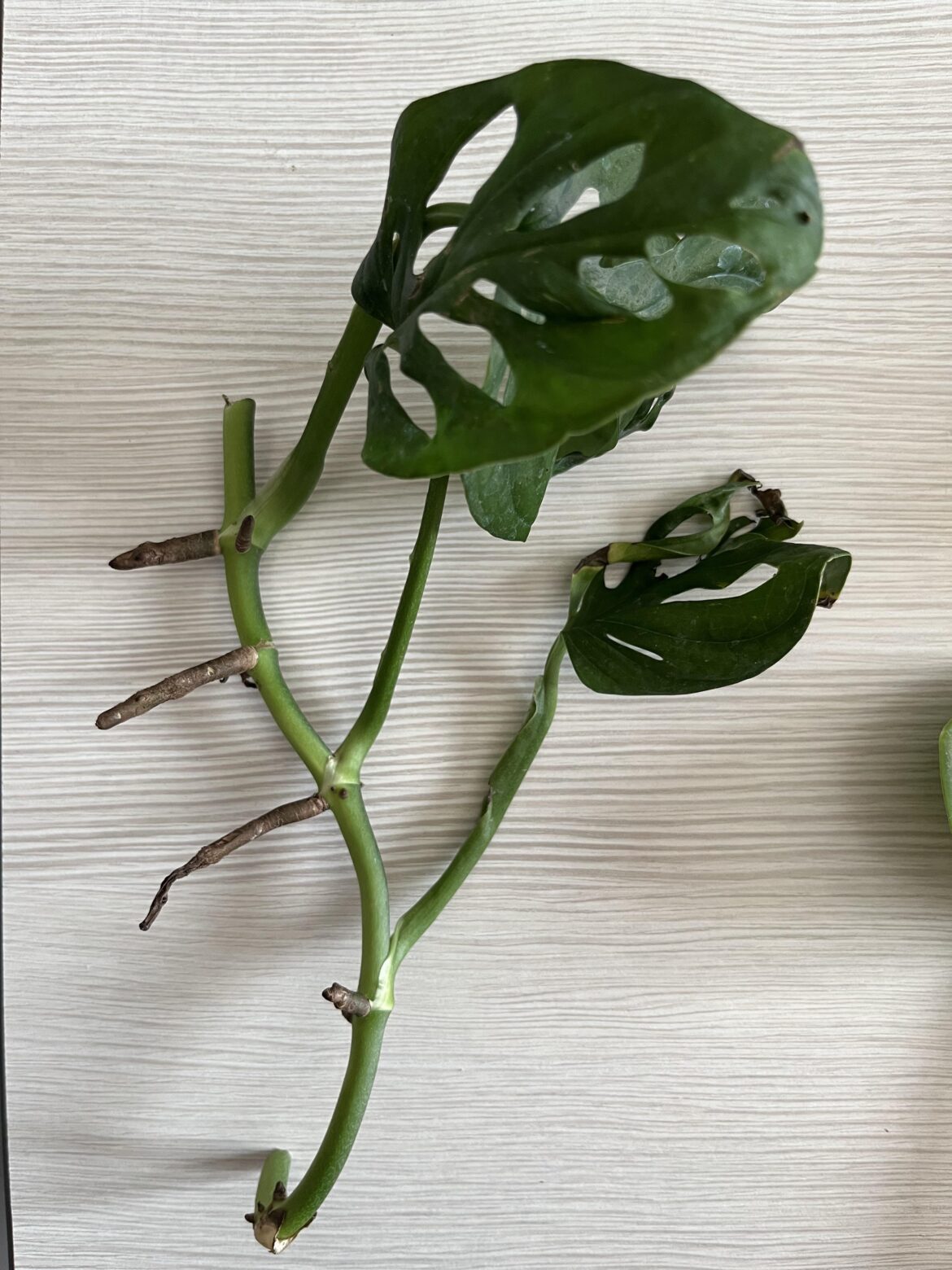 Monstera adansonii propagation