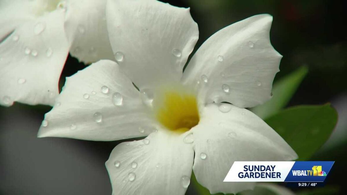 Sunday Gardener: An introductory guide tropical flowers