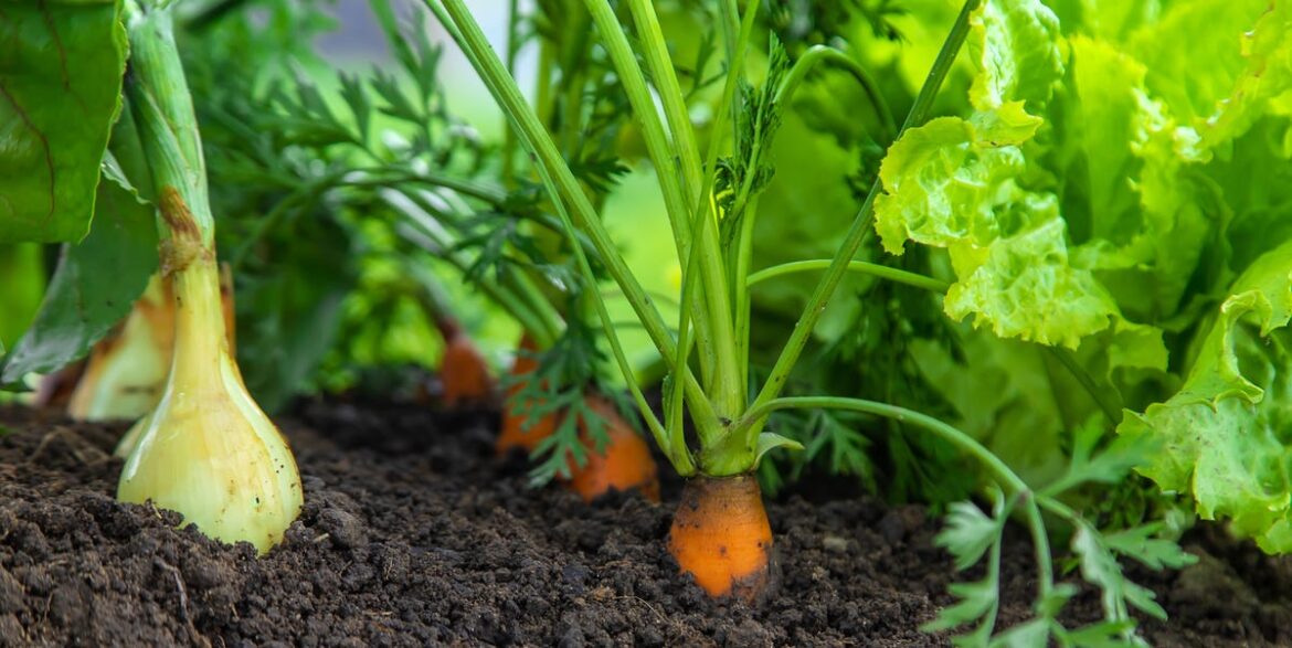 The Best Companion Plants for Onions, According to Experts The Best Companion Plants for Onions, According to Experts