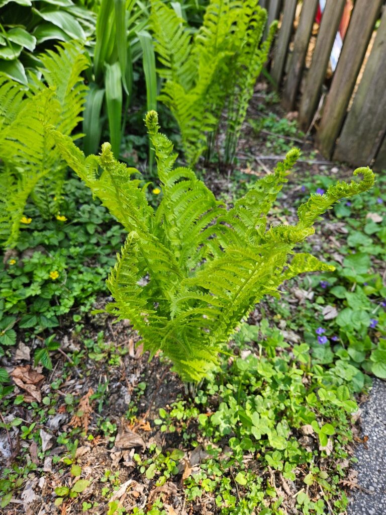 Fern identification?