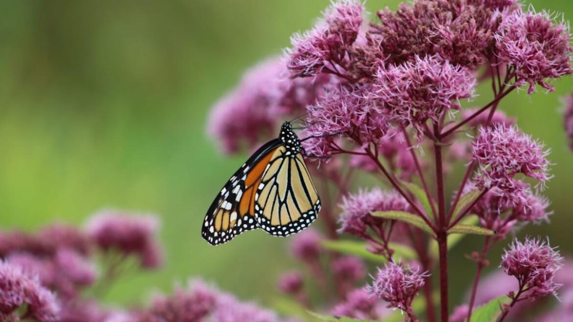 7 High-Maintenance Plants You Should Swap Out for Native, Low-Maintenance Alternatives This May 7 High-Maintenance Plants You Should Swap Out for Native, Low-Maintenance Alternatives This May