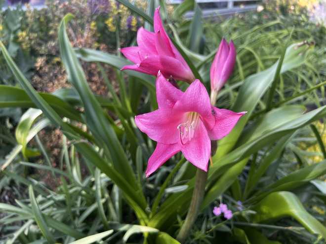 pink colored daylilies at reynolda village