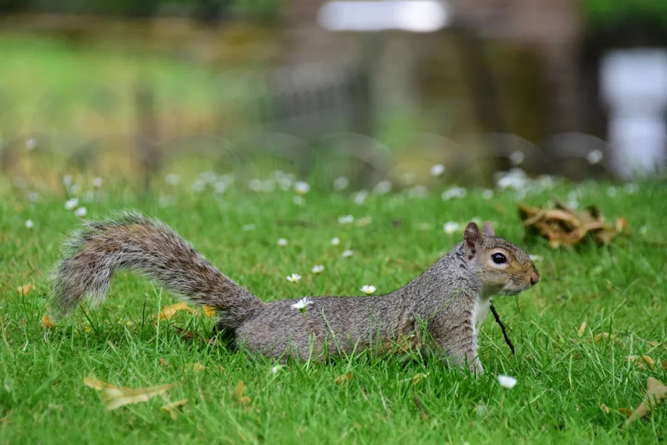 A squirrel in a residential yard.Image via Getty Images&sol;Sergio Amiti