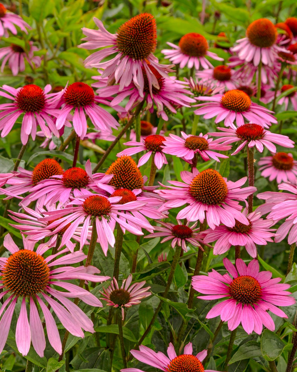 echinacea purpurea, o.k.a. eastern purple coneflower, hedgehog coneflower, or purple coneflower; a north american species of flowering plant in the sunflower family, photo taken in the beth chatto gardens, elmstead market, essex, england, united kingdom, july 2017. echinacea purpurea, o.k.a. eastern purple coneflower, hedgehog coneflower, or purple coneflower; a north american species of flowering plant in the sunflower family, photo taken in the beth chatto gardens, elmstead market, essex, england, united kingdom, july 2017.