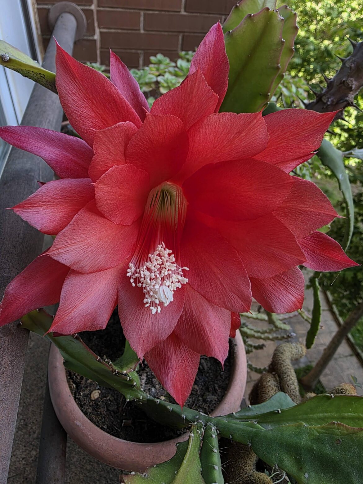 On my balcony. A beautiful and incredible flower.