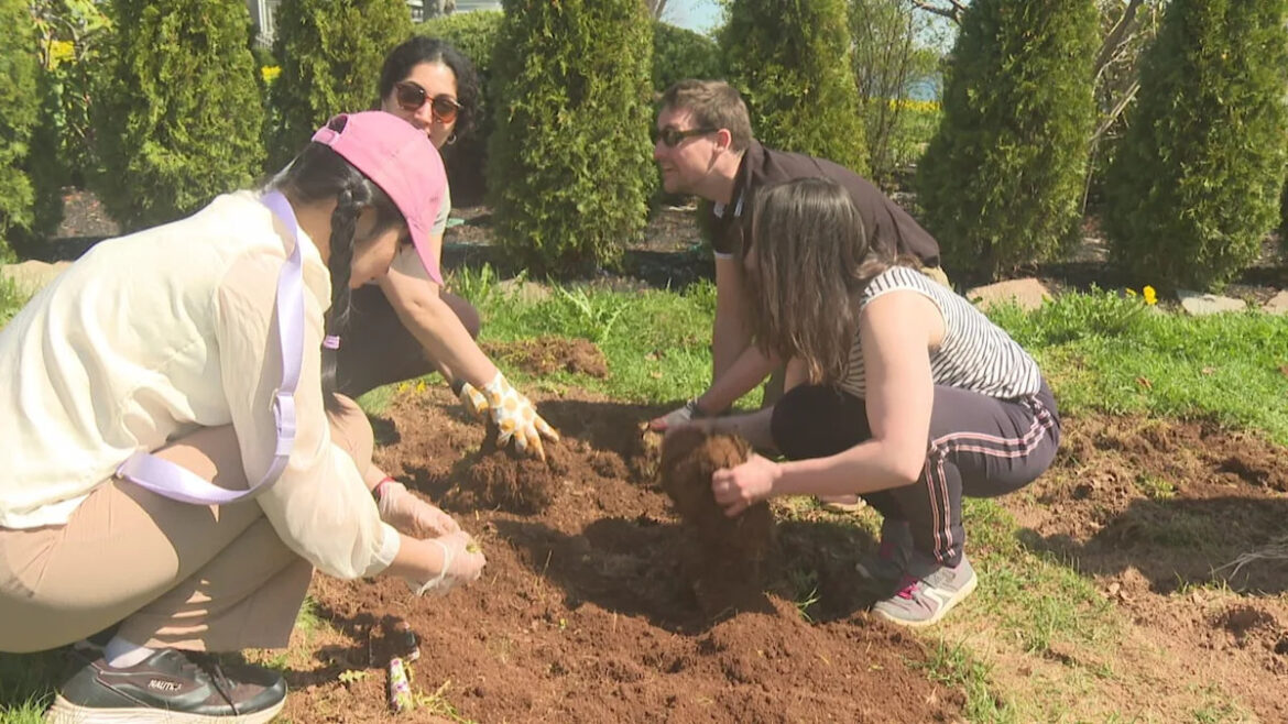 Charlottetown garden project turns cultural exchange into food for families in need Charlottetown garden project turns cultural exchange into food for families in need
