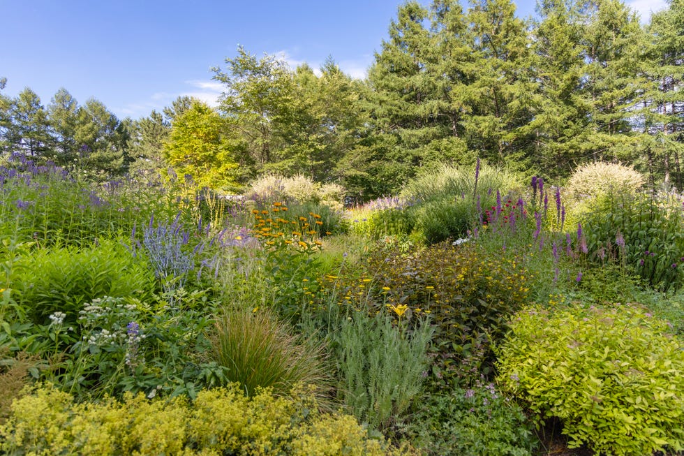 top gardening trends of 2026 naturalized