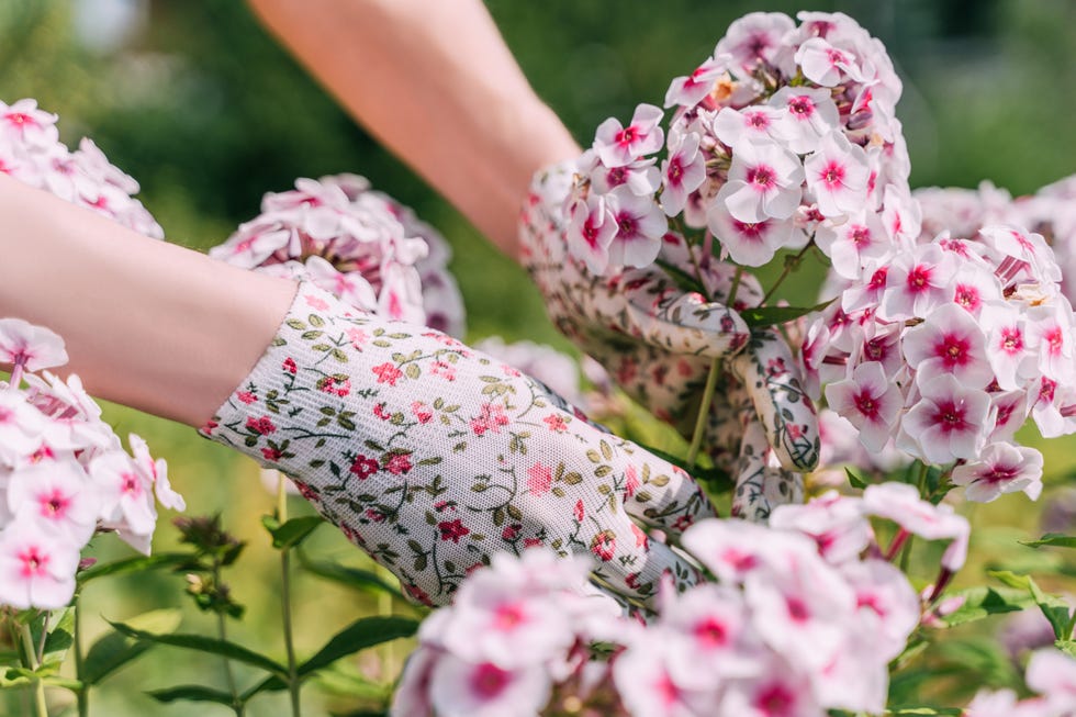 Hands in colored gloves take care of flowers in the garden. Hands in colored gloves take care of flowers in the garden.