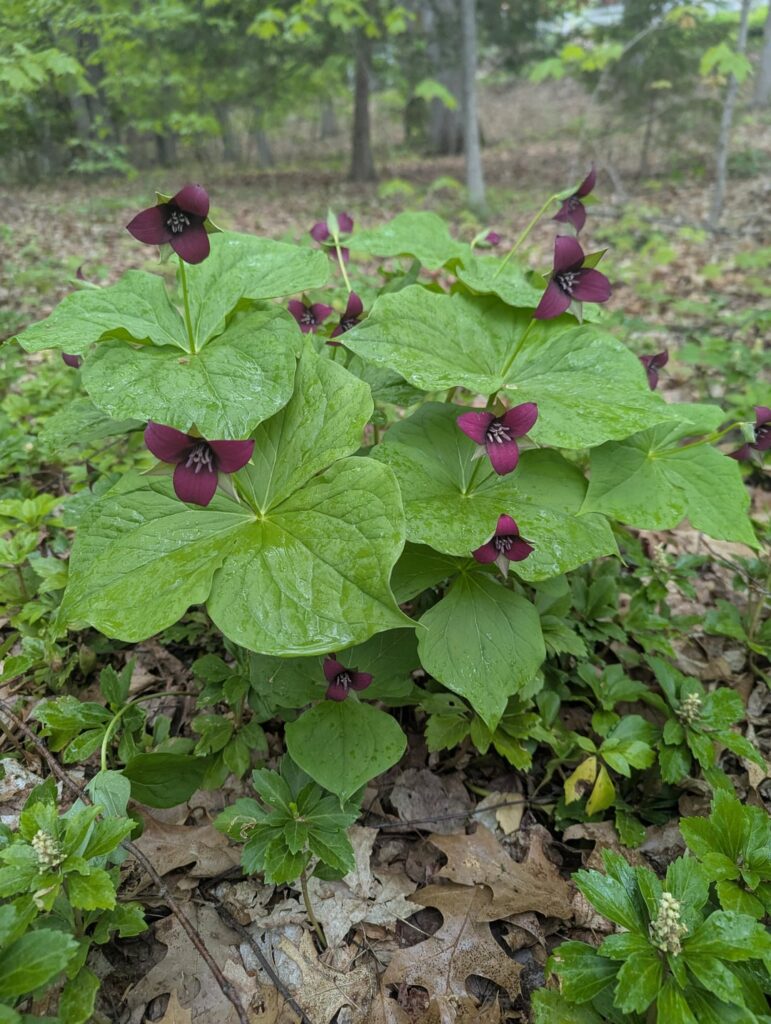 Trillium awe