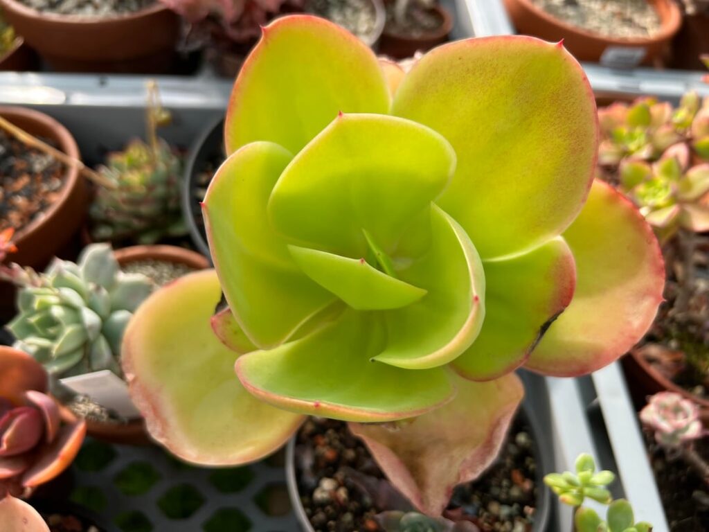 Is this an Echeveria pallida or an Echeveria gigantea?