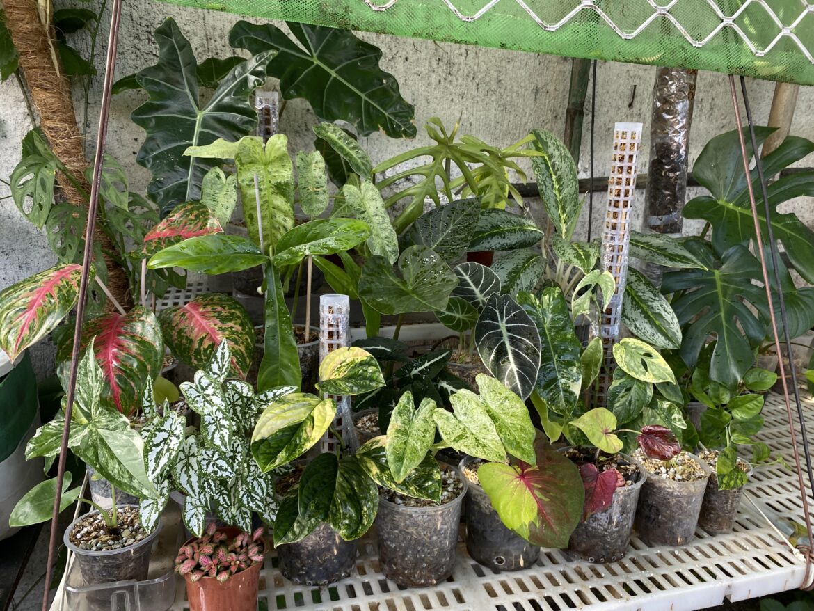 Small outdoor garden! Not much rare ones but I love it