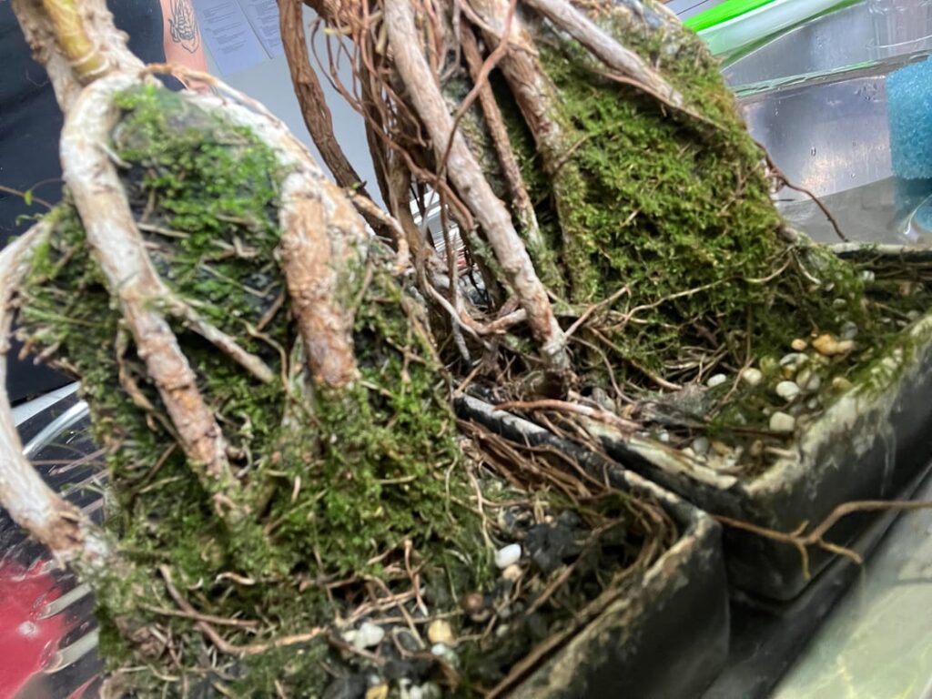 Schefflera root over rock advice/tips/help (beginner)