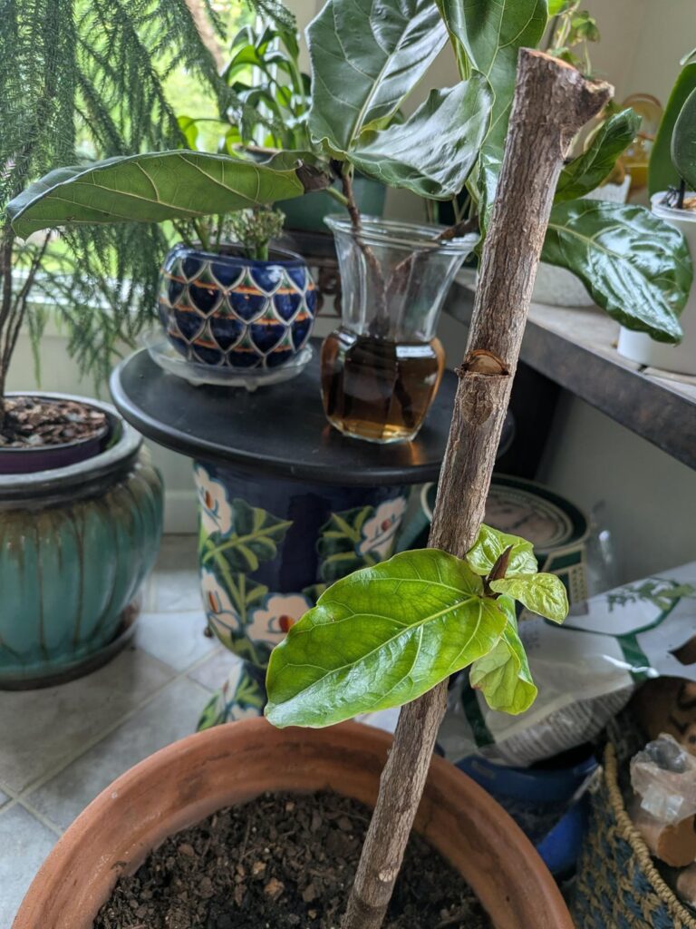 Notching and water rooting are both working! Notching and water rooting are both working!