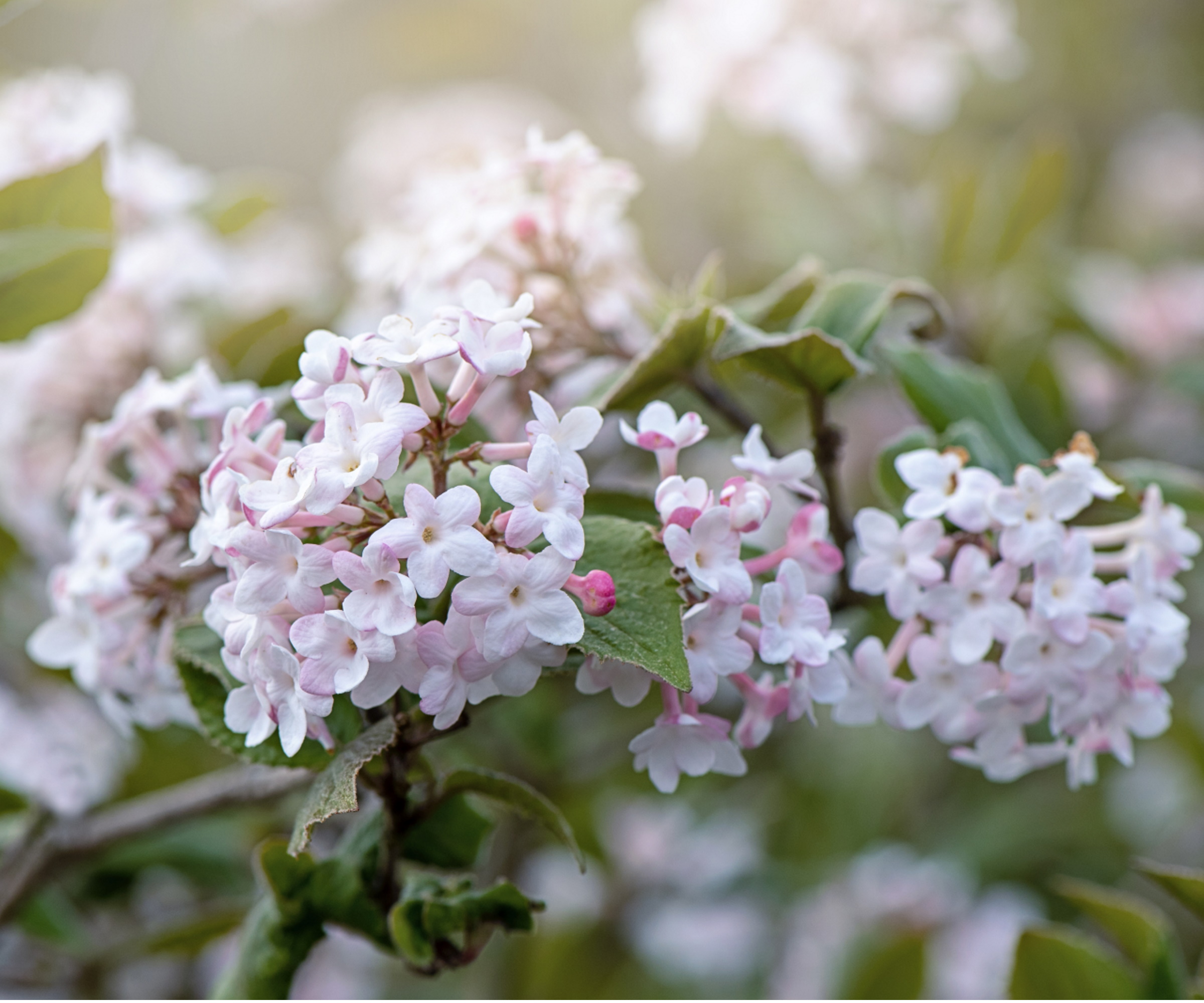 Viburnum tinus